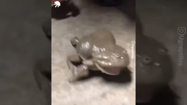 Жаба бежит и орёт смотреть онлайн