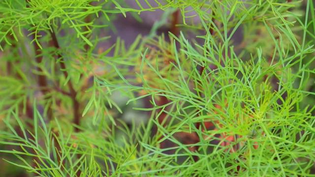 Cosmea HD Relax смотреть онлайн