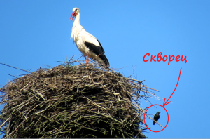 Скворец поселился в гнезде аиста