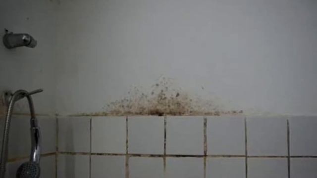 Как избавиться от плесени дома ? смотреть онлайн