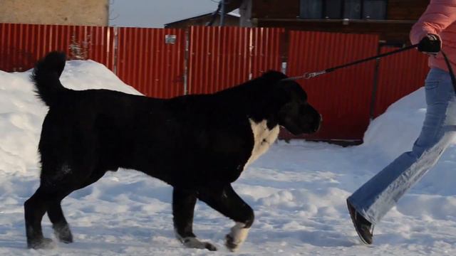 Авторитет Догс Боргар (14.5 месяцев) смотреть онлайн