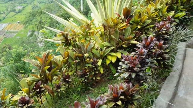 Ресторан с видом на вулкан Агунг, плантации цветов. смотреть онлайн