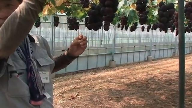 Посещение фруктового парка Хамамацу (Япония) дальневосточными виноградарями 08 августа 2015 года. смотреть онлайн