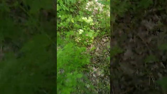 Хвощ полевой источник кремния полезен для усвоения кальция в организме. смотреть онлайн