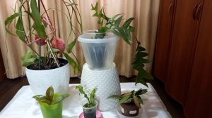 Лесные кактусы: криптоцереус (рыбья кость), эпифиллум.