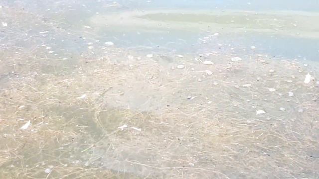 Косяки рыб в воробьевском пруде Москва. дышат воздухом смотреть онлайн