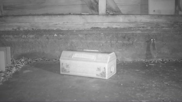 The Critter Casket Mouse Trap Works As A Trap & A Coffin. Mousetrap Monday. смотреть онлайн