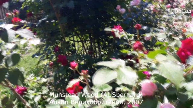 Роза D. Austin Munstead Wood (AUSbernard) в моём саду. смотреть онлайн