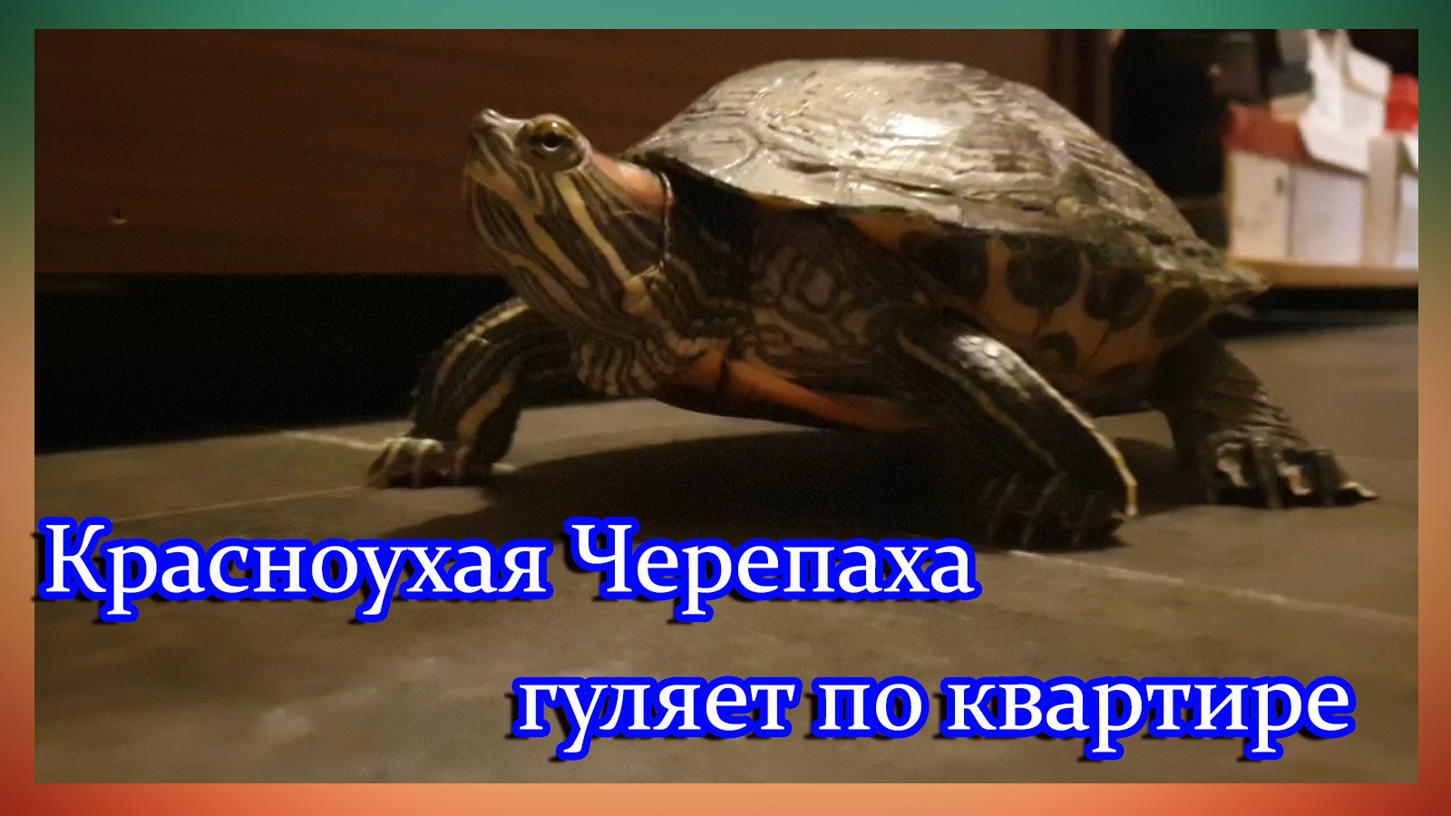 Красноухая Черепаха,гуляет по квартире. смотреть онлайн