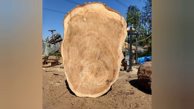 Всё обо всём Баобаб