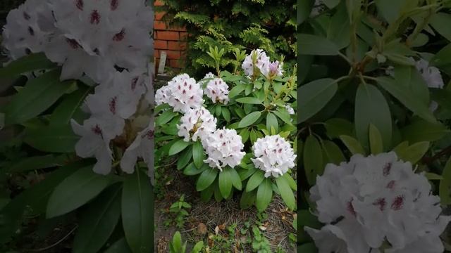 Рододендрон Кальсап, Rhododendron Calsap смотреть онлайн