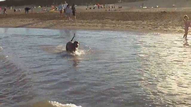 Uma - Blue Weimaraner corriendo en el mar смотреть онлайн