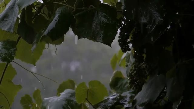 Шум дождя, музыка для сна, звуки природы Фоновая музыка без ап смотреть онлайн