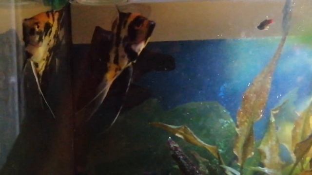 Зелёные Тернеции Кислотные и Забавные? смотреть онлайн