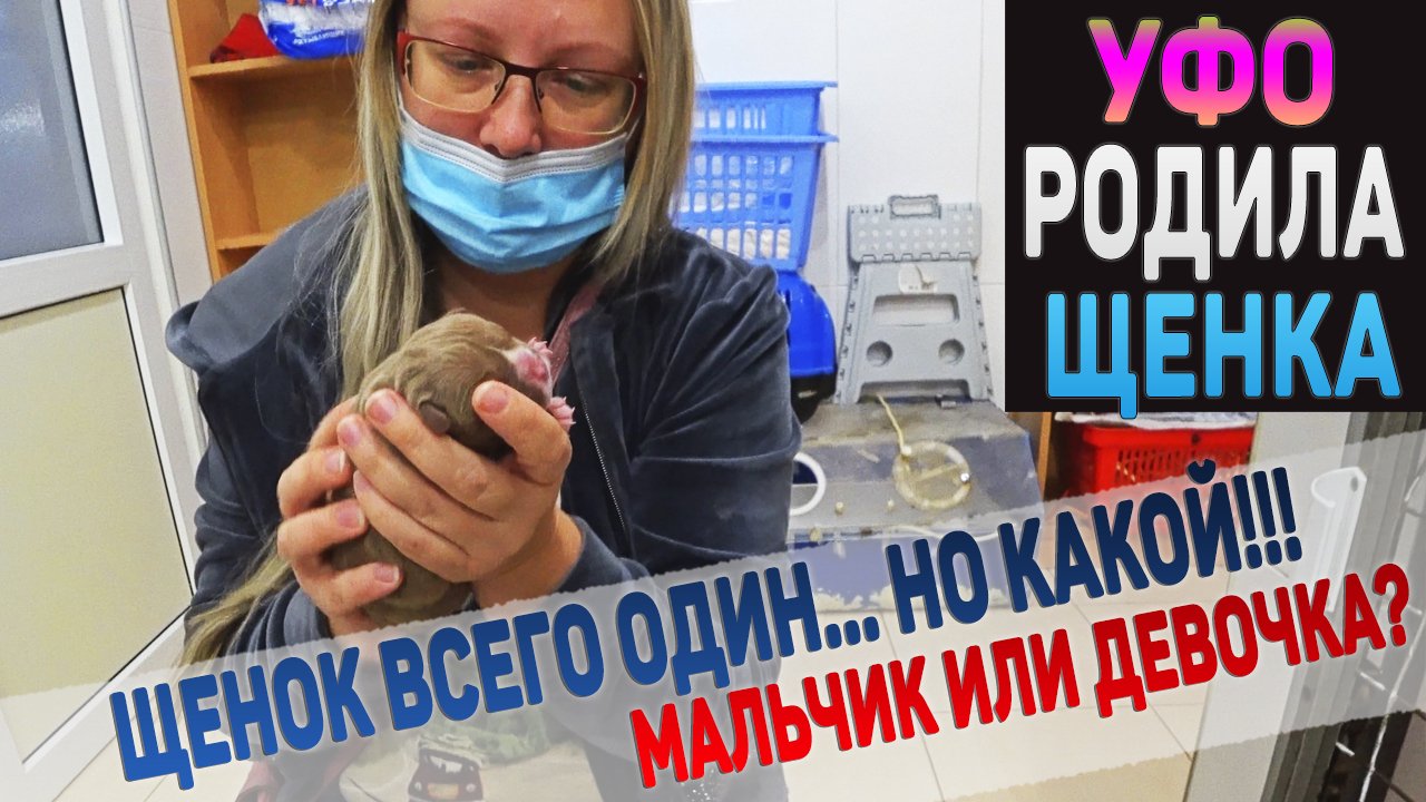 Собака родила всего одного щенка. Мальчик или Девочка? Первый день жизни щенка Американский Булли смотреть онлайн