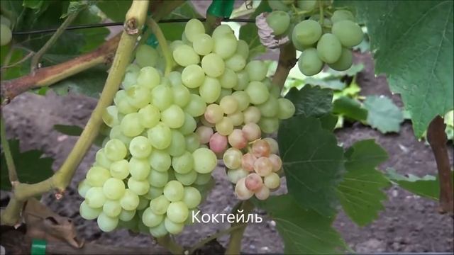 Коктейль кишмиш смотреть онлайн
