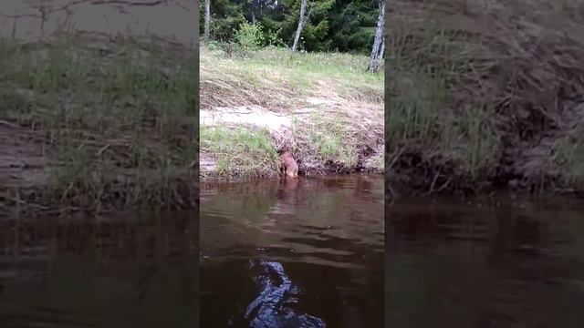 Лосиха бросила лосёнка