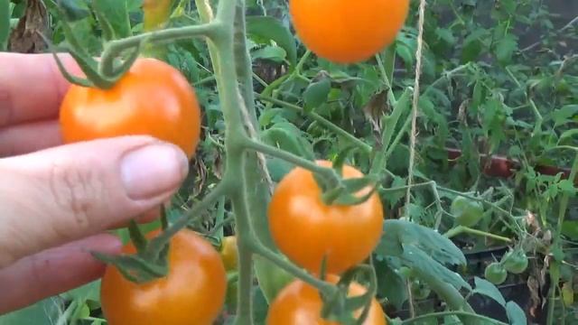 ЛУЧШИЕ СОРТА ТОМАТОВ ЧЕРРИ ? | Светлана Самойлова смотреть онлайн
