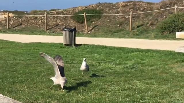 Галисия, испания смотреть онлайн