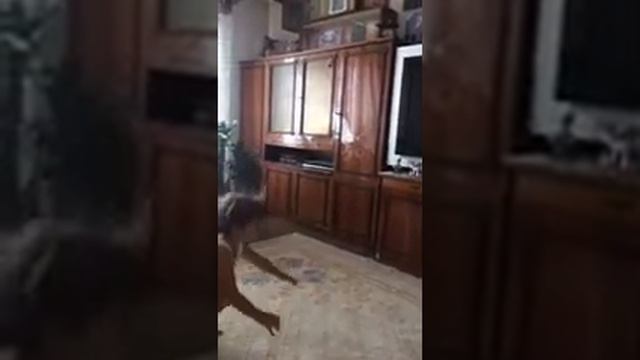 Дар-Гимнастика  в Мариуполе