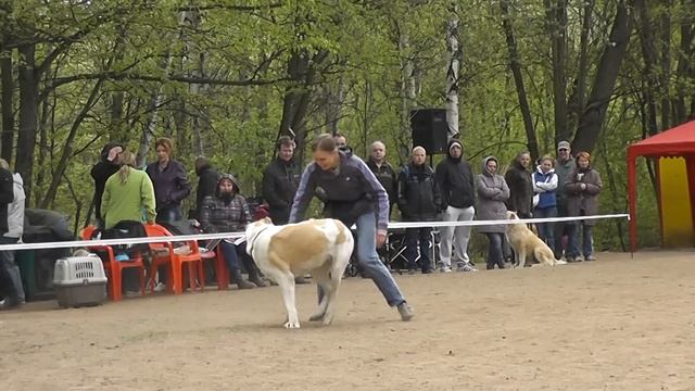 Алабай, среднеазиатская овчарка. На что способен алабай. Дрессиовка. смотреть онлайн
