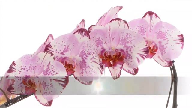 Magic Art Formidablo смотреть онлайн