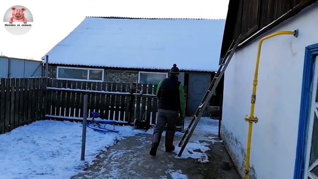 Миллион на свиньях.Забой свиньи породы пьетрен .Обзор огнестрельного оружия. смотреть онлайн