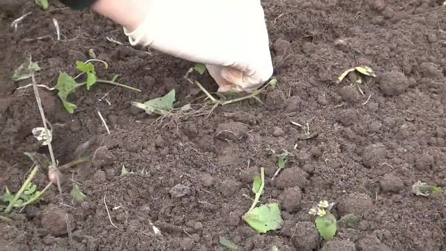 Посадка чеснока, лука, картофеля на зиму. смотреть онлайн