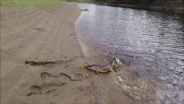 Зубатые щуки на Jaws Machine Curly Tail 24