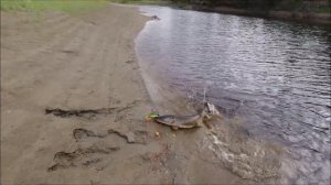 Зубатые щуки на Jaws Machine Curly Tail 24