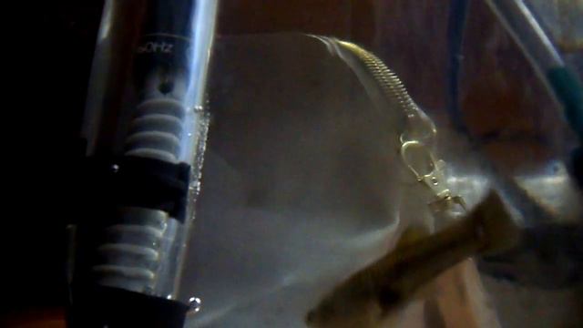 роды гуппи ( часть 2) смотреть онлайн