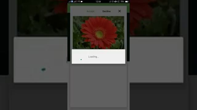 How to identify Barberton daisy or Gerbera jamesonii with PlantSnap смотреть онлайн