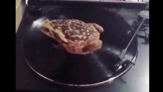 Лягушку разогрели в микроволновке смотреть онлайн