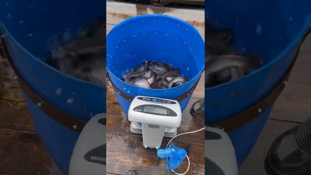 Отгружаем фору на доращивание #shortvideo #белугафиш #осетроваяферма