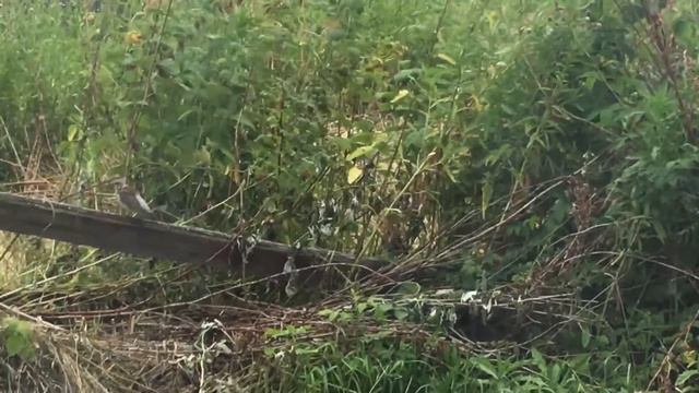 Такое в городе не увидишь смотреть онлайн