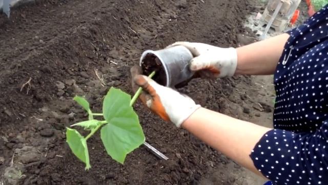 посадка огурцов в теплице смотреть онлайн