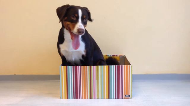 Айдера и коробка (аппенцеллер зенненхунд) смотреть онлайн