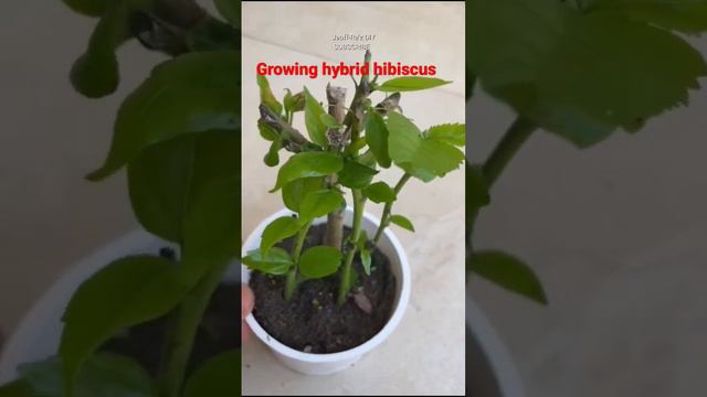 Growing Hybrid Hibiscus #shortsviral #hybridhibiscus смотреть онлайн