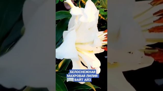 САМАЯ КРАСИВАЯ ЛИЛИЯ ОТ ГИБРИД. смотреть онлайн