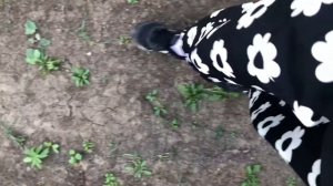 asmr шаги | звуки ходьбы в лесу | no talking | асмр