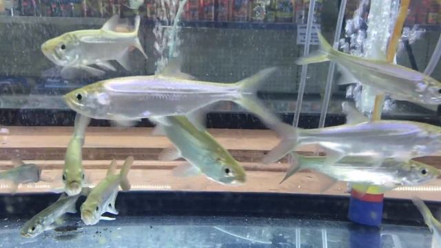 Indo-Pacific Tarpon Megalops For Sale смотреть онлайн