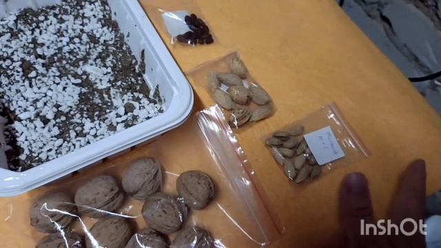 Как ВЫРАСТИТЬ миндаль и ГРЕЦКИЙ орех из орешка. смотреть онлайн