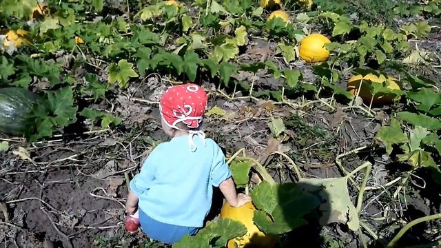 Как правильно выбрать самую спелую тыкву на поле смотреть онлайн