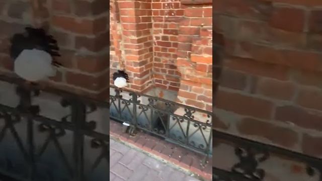 Казань.Баумана. смотреть онлайн