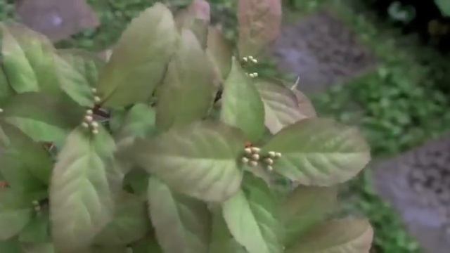 コムラサキシキブ-F1 （小紫式部 小品盆栽）Callicarpa dichotoma bonsai смотреть онлайн