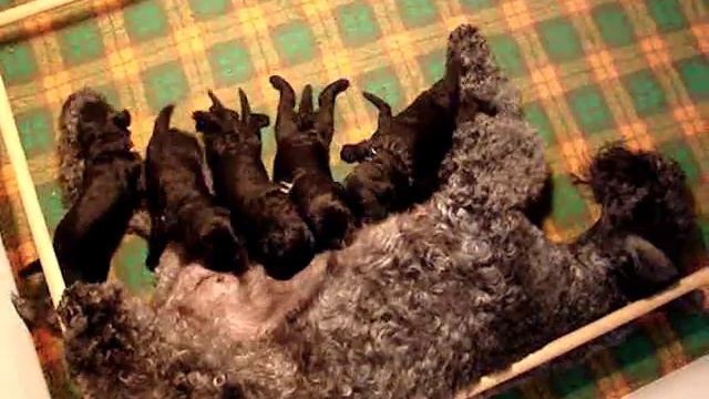 Edbrios Kerry Blue Terrier Puppies 2013 - nearly 2 weeks old смотреть онлайн