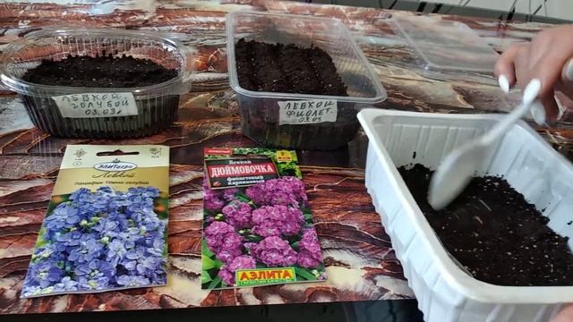 ПРАВИЛЬНЫЙ ПОСЕВ И УСЛОВИЯ ВЫРАЩИВАНИЯ ЛЕВКОЯ ИЗ СЕМЯН.