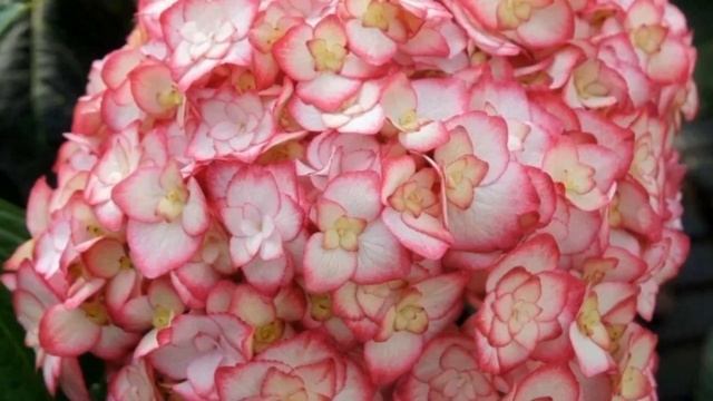 2 сорта Мирей и Мисс Саори. Так похожи и такие разные! смотреть онлайн