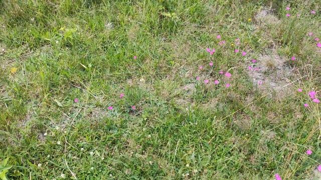 Гвоздика дельтоподібна - (лат. Dianthus deltoides L.) смотреть онлайн