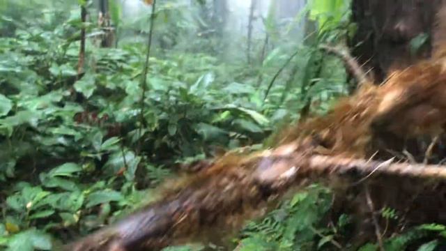 Our Jurassic Park Near Dumaguete City